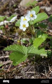 Attēlu rezultāti vaicājumam “Fragaria moschata flower”