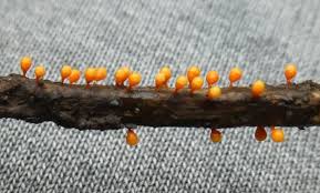 Attēlu rezultāti vaicājumam “Stemonaria irregularis stalked”