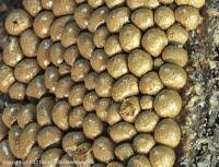 Attēlu rezultāti vaicājumam “Oligonema persimile spores”