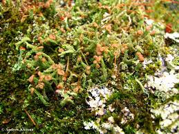 Attēlu rezultāti vaicājumam “Cladonia ramulosa”
