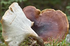 Attēlu rezultāti vaicājumam “Polyporus badius”