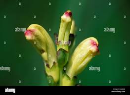 Attēlu rezultāti vaicājumam “Pedicularis sceptrum-carolinum leaf”