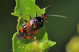 Attēlu rezultāti vaicājumam “Deraeocoris ruber”