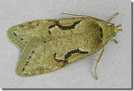 Attēlu rezultāti vaicājumam “Semioscopis steinkellneriana”