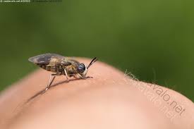 Attēlu rezultāti vaicājumam “Heptatoma pellucens”