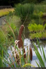 Attēlu rezultāti vaicājumam “Typha latifolia fruit”