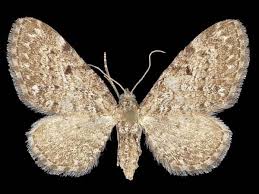 Attēlu rezultāti vaicājumam “Eupithecia satyrata”