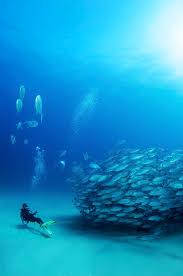 Image result for Blue Water Diving