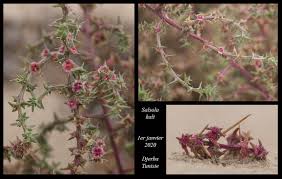 Attēlu rezultāti vaicājumam “Salsola kali”