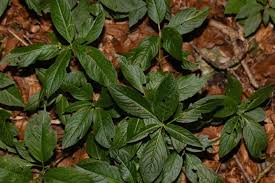 Attēlu rezultāti vaicājumam “Mercurialis perennis fruit”