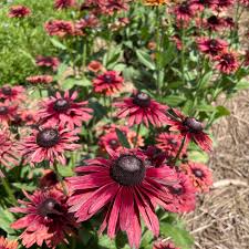 Image result for Rudbeckia