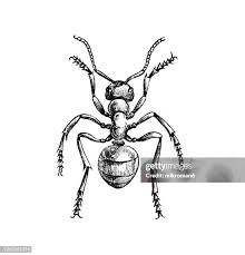 Attēlu rezultāti vaicājumam “Formica rufa pupa”