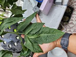 Afbeeldingsresultaat voor bloody butcher tomato