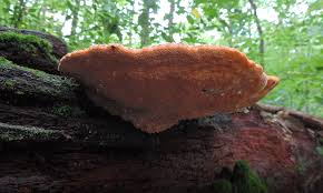 Attēlu rezultāti vaicājumam “Hapalopilus croceus”