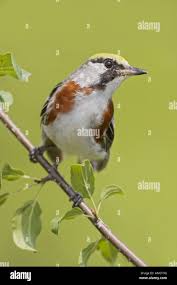 Image result for Dendroica pensylvanica