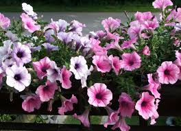 Image result for Petunia hybrida