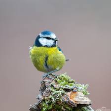 Image result for Cyanistes caeruleus