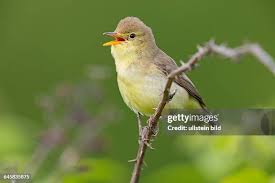 Image result for Hippolais polyglotta