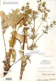 Attēlu rezultāti vaicājumam “Eryngium planum”