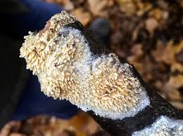 Attēlu rezultāti vaicājumam “Basidioradulum radula”