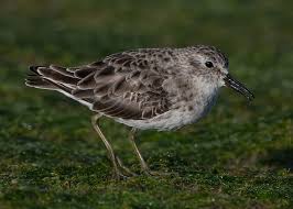 Image result for Calidris minutilla
