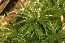 Attēlu rezultāti vaicājumam “Atrichum undulatum sporophyte”