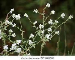 Attēlu rezultāti vaicājumam “Berteroa incana leaf”