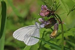 Attēlu rezultāti vaicājumam “Leptidea sinapis”