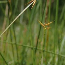 Attēlu rezultāti vaicājumam “Carex pauciflora”