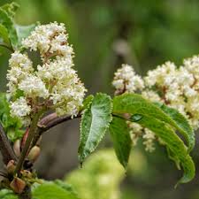 Attēlu rezultāti vaicājumam “Sambucus racemosa flower”
