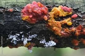 Attēlu rezultāti vaicājumam “Cytidia salicina”