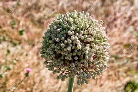 Attēlu rezultāti vaicājumam “Allium sativum”