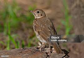 Attēlu rezultāti vaicājumam “Turdus philomelos juvenile”
