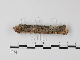 Attēlu rezultāti vaicājumam “Aleurodiscus amorphus”