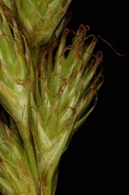 Attēlu rezultāti vaicājumam “Carex leporina”