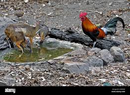 Attēlu rezultāti vaicājumam “Gallus”