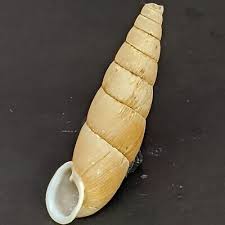 Attēlu rezultāti vaicājumam “Clausiliidae”