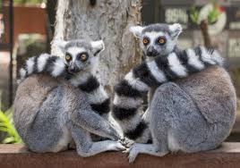 lemur ile ilgili görsel sonucu