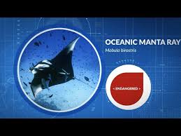 Image result for Mobula birostris