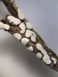 Attēlu rezultāti vaicājumam “Diderma testaceum”