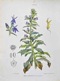 Attēlu rezultāti vaicājumam “Lobeliaceae”