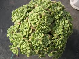 Image result for Aichryson