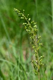 Attēlu rezultāti vaicājumam “Listera ovata fruit”