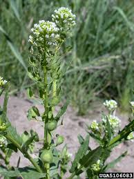 Attēlu rezultāti vaicājumam “Thlaspi arvense”