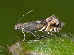 Attēlu rezultāti vaicājumam “Glyphipterigidae”