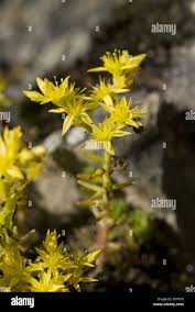 Attēlu rezultāti vaicājumam “Sedum sexangulare flower”