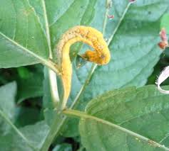 Attēlu rezultāti vaicājumam “Melampsora populnea”