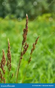 Attēlu rezultāti vaicājumam “Carex appropinquata fruit”