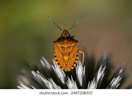 Attēlu rezultāti vaicājumam “Carpocoris purpureipennis”