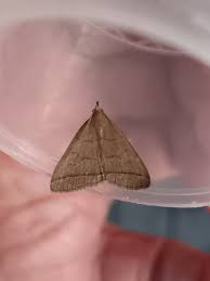 Attēlu rezultāti vaicājumam “Zanclognatha tarsipennalis”